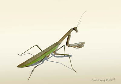 MANTIS3AQ1