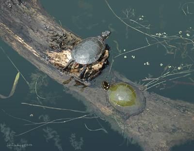 TURTLES1a1