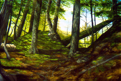 Deep forest rolling hills dappled light